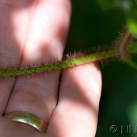 Korean Raspberry